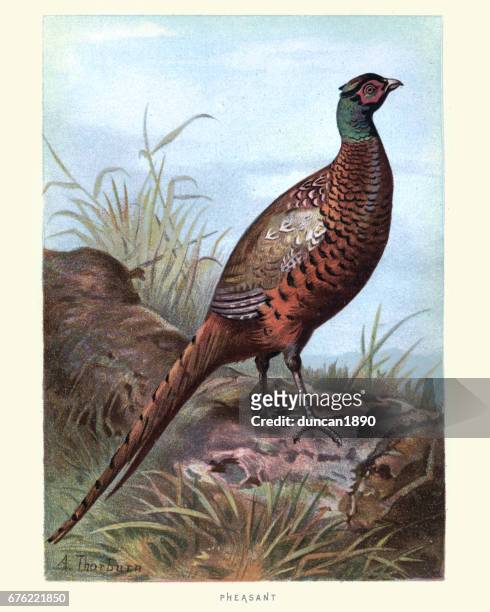 natural history - birds - pheasant (phasianus colchicus) - pheasant bird stock illustrations