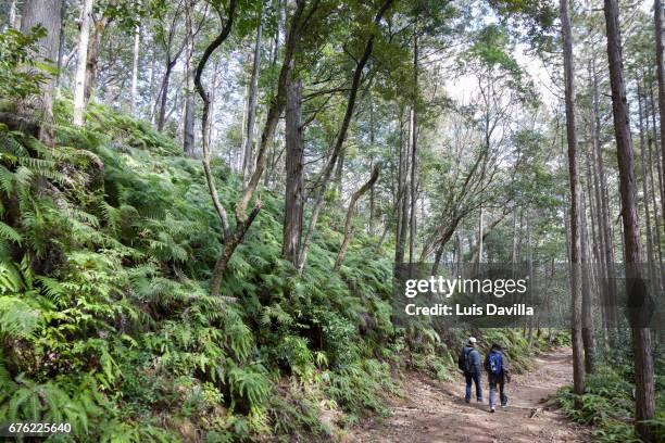 kumano kodo sacred japanese trail. wakayama. japan - pilgrimage stock pictures, royalty-free photos & images