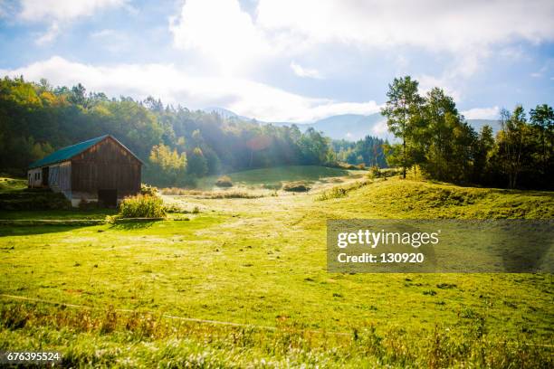 sunny day in the nature - lush grass stock pictures, royalty-free photos & images