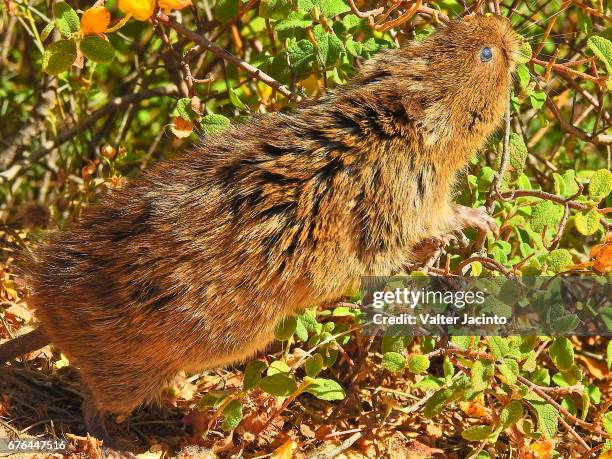 southern water vole (arvicola sapidus) - arvicola stock pictures, royalty-free photos & images