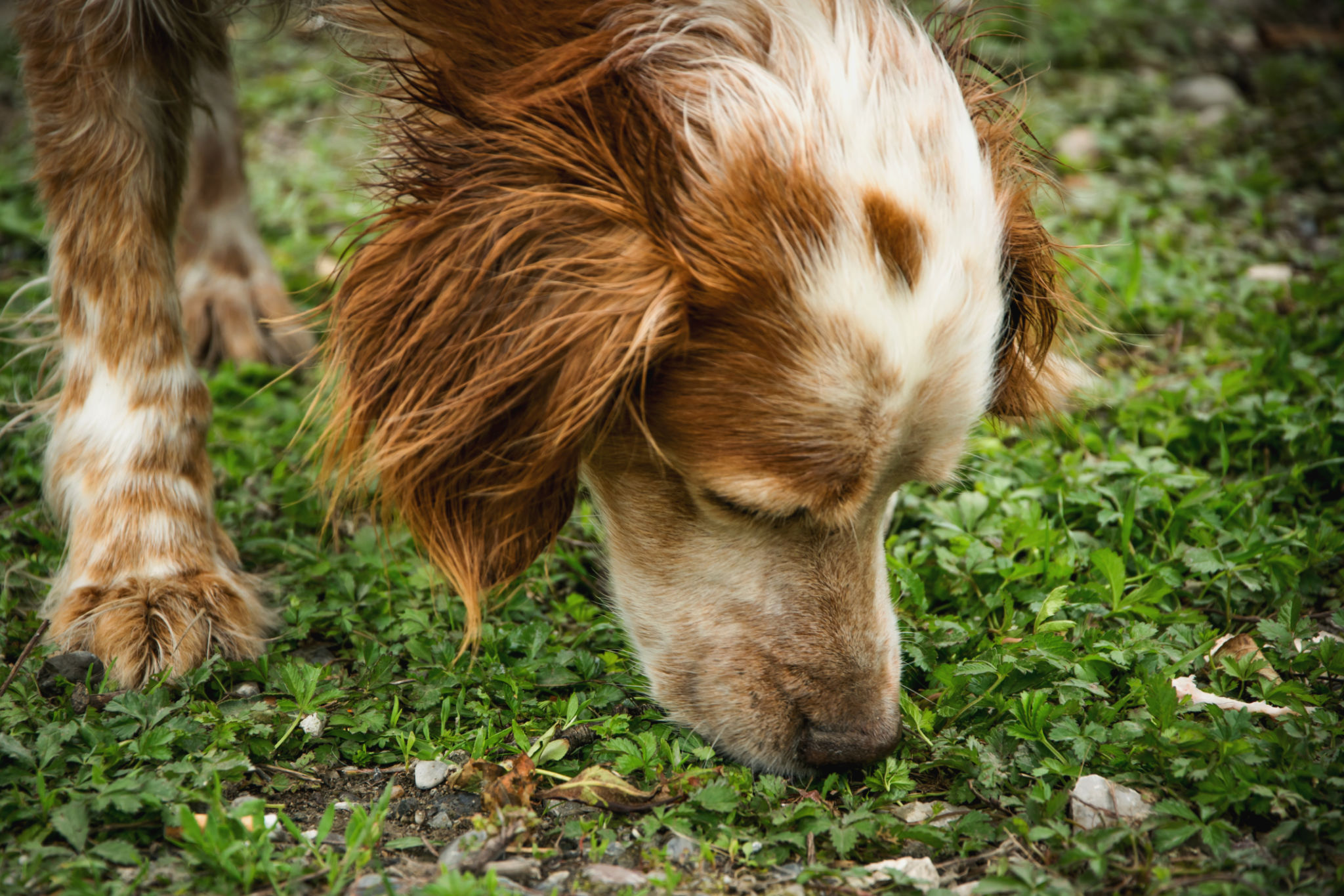 dog scent training