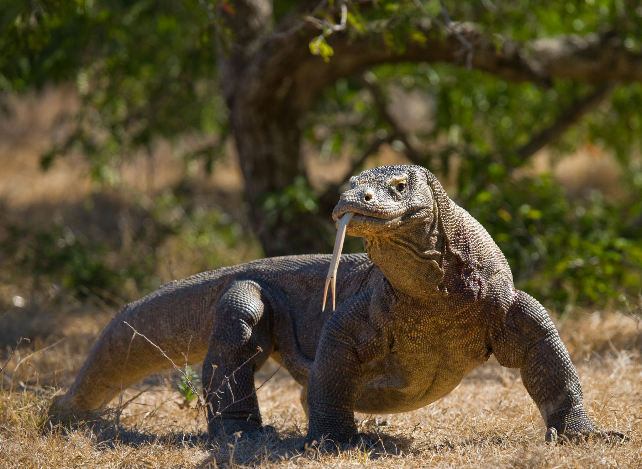komodo dragon