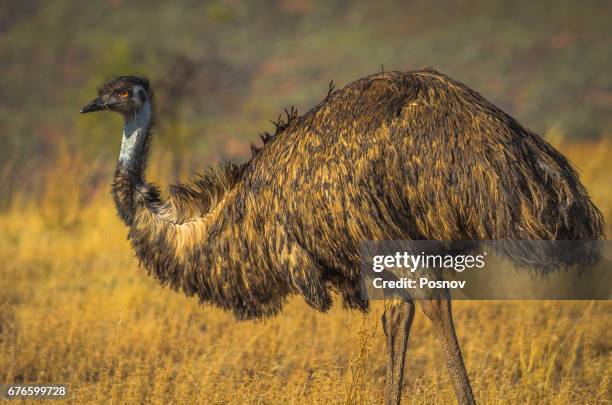 emu at bunyeroo valley in flinders ranges, south australia - emú fotografías e imágenes de stock