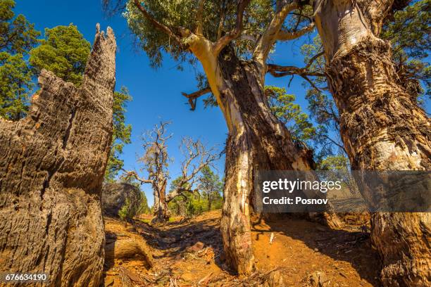 sacred canyon in flinders ranges, south ausralia - nationalpark flinders ranges stock-fotos und bilder