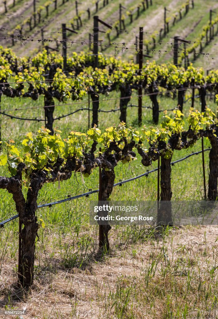 Rain Delays Spring in Sonoma County