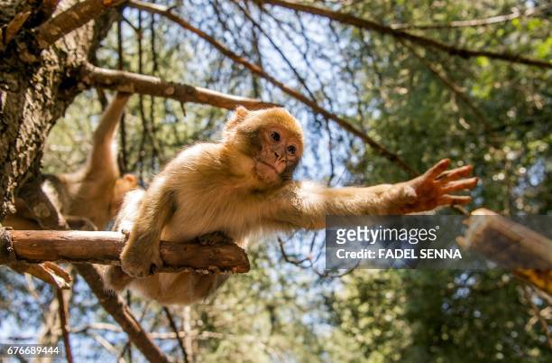 Barbary macaque reaches for a banana in a forest near the Moroccan town of Azrou, in the Atlas mountain chain on April 15, 2017. - The only species...