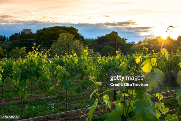 vinhas em nervesa della battaglia-treviso-itália, terra de prosecco vinho - agricoltura - fotografias e filmes do acervo