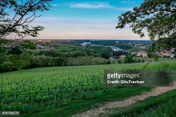 landscape of vineyards in nervesa della battaglia-treviso-italy, land of prosecco wine - crescita stock pictures, royalty-free photos & images