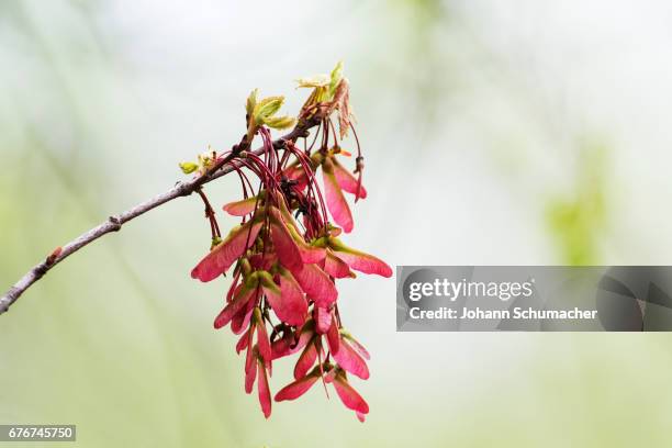 swamp maple samaras in spring - maple keys stock pictures, royalty-free photos & images