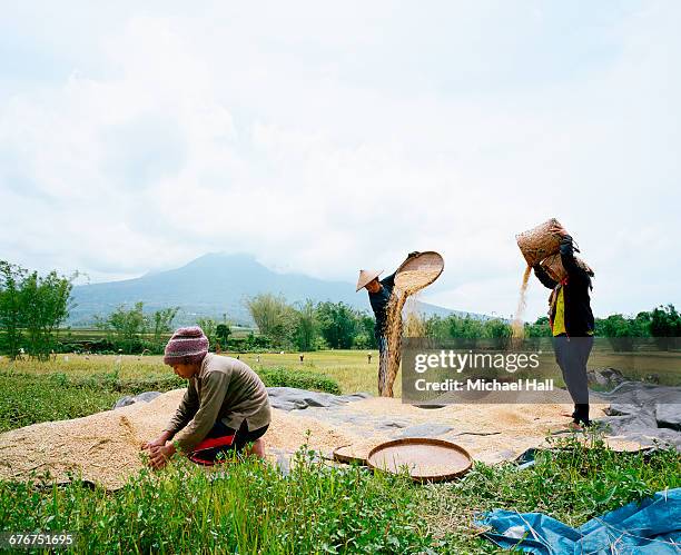 Seiving Rice 193 Sieving Rice Stock Photos, High-Res Pictures, and Images - Getty Images
