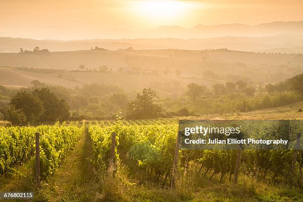 vineyards near to montefalco, umbria. - umbria stock pictures, royalty-free photos & images