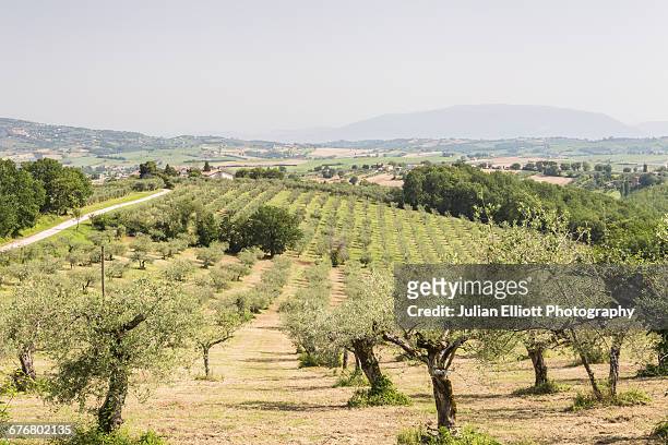 olive grove on the val di spoleto, umbria. - olive orchard stock pictures, royalty-free photos & images