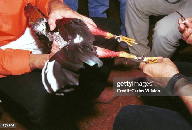 Man gets his fighting cock ready for battle by puting a small curved piece of sharp plastic on it's legs December 9, 2000 in Santo Domingo, Colombia....