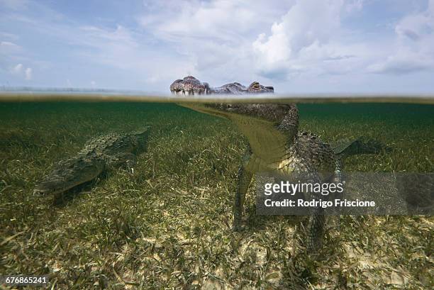 american croc (crocodylus acutus) at sea surface, chinchorro banks, mexico - animal behavior stock-fotos und bilder