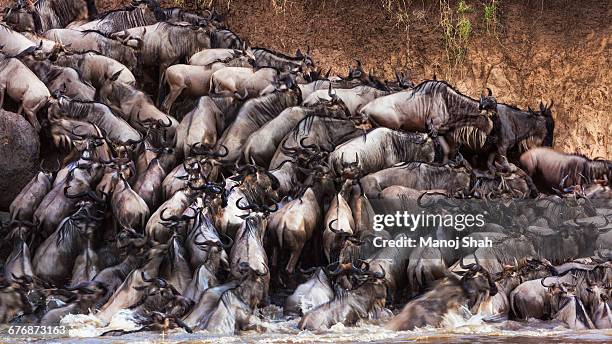 wildebeest getting out of the mara river - wildebeest stampede stock pictures, royalty-free photos & images