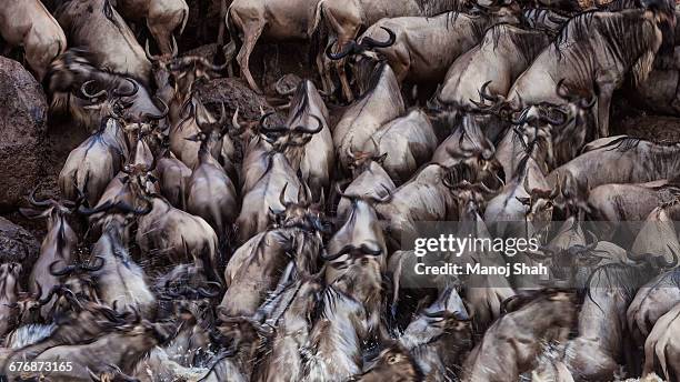 wildebeest crossing mara river scramble to get out - wildebeest stampede stock pictures, royalty-free photos & images