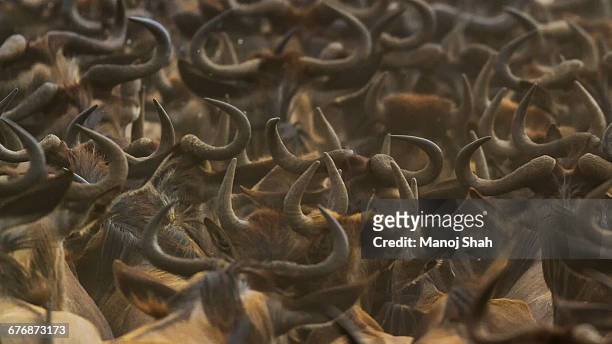 gathering of wildebeest - wildebeest stampede stock pictures, royalty-free photos & images