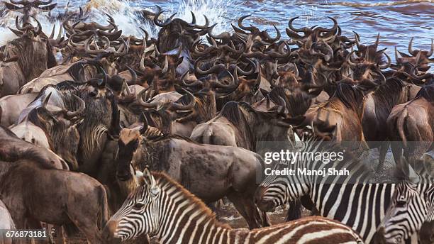 wildebeest and zebras crossing mara river - wildebeest stampede stock pictures, royalty-free photos & images