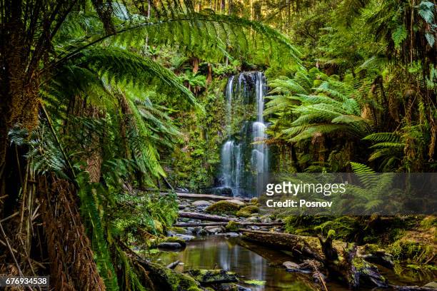 beauchamp falls, great otway national park, victoria - australian rainforest photos et images de collection