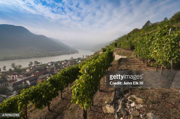 vineyards above danube river - 下奧地利州 個照片及圖片檔