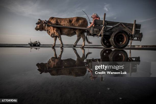 changhua fangyuan cow cart - ox cart stock pictures, royalty-free photos & images