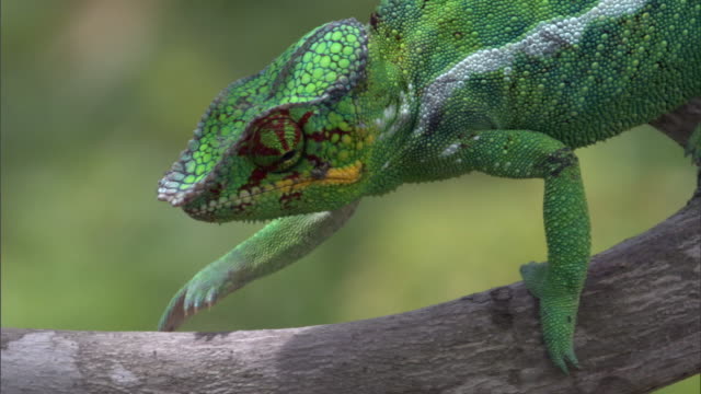 143 Panther Chameleon Videos and HD Footage - Getty Images