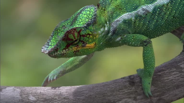 143 Panther Chameleon Videos and HD Footage - Getty Images 143 Panther Chameleon Videos and HD Footage - Getty Images
