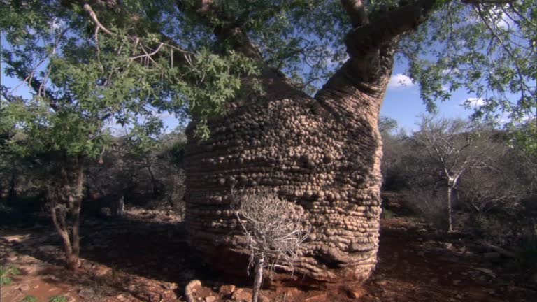 368 Baobab Madagascar Stock Videos, Footage, & 4K Video Clips - Getty ...