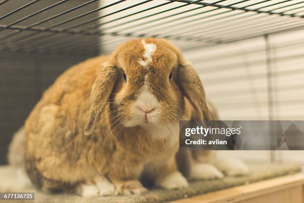 79 Animal Testing Rabbit Photos and Premium High Res Pictures - Getty Images 79 Animal Testing Rabbit Photos and Premium High Res Pictures - Getty Images