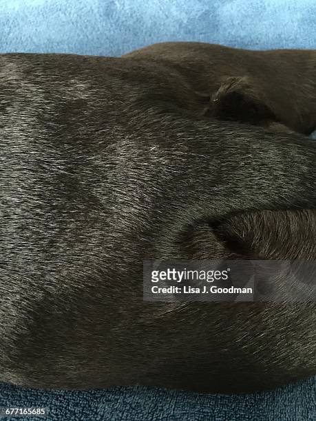 pet extreme close-ups  - hairy bum 個照片及圖片檔