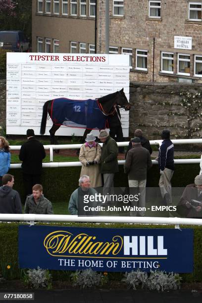 Horse is lead around the parade ring at Catterick Racecourse in front of the Tipster Selections board