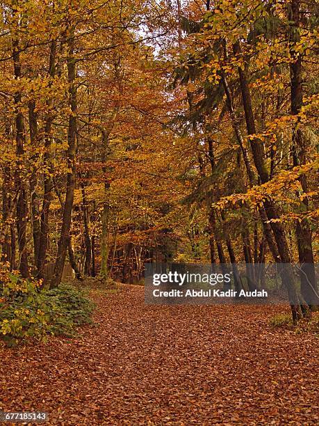 "autumn color series: red, orange & yellow" - abdul kadir audah stock pictures, royalty-free photos & images