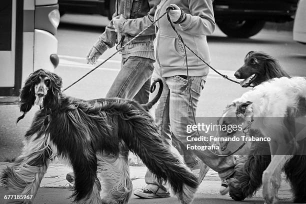 pets on a walk - galgo stockfoto's en -beelden