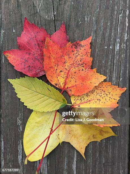 "autumn color series: red, orange & yellow" - wilmington ohio stock pictures, royalty-free photos & images