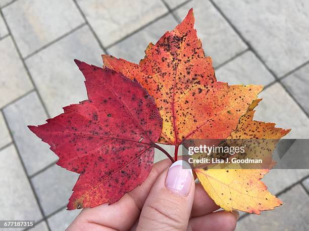 "autumn color series: red, orange & yellow" - wilmington ohio stock pictures, royalty-free photos & images