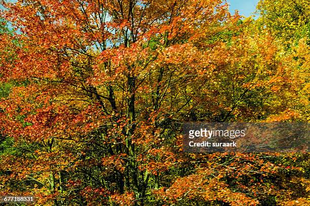 "autumn color series: red, orange & yellow" - grafton massachusetts stock pictures, royalty-free photos & images