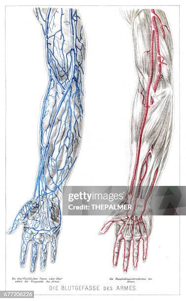 ilustraciones, imágenes clip art, dibujos animados e iconos de stock de anatomía de los vasos sanguíneos de los brazos grabado de 1857 - circulatory system hand
