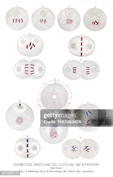 bildbanksillustrationer, clip art samt tecknat material och ikoner med celldelning och befruktning anatomigravyr 1857 - celldelning