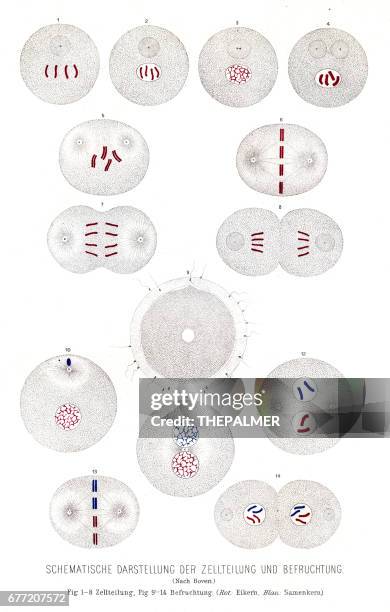 cell division and fertilization anatomy engraving 1857 - cell division stock illustrations