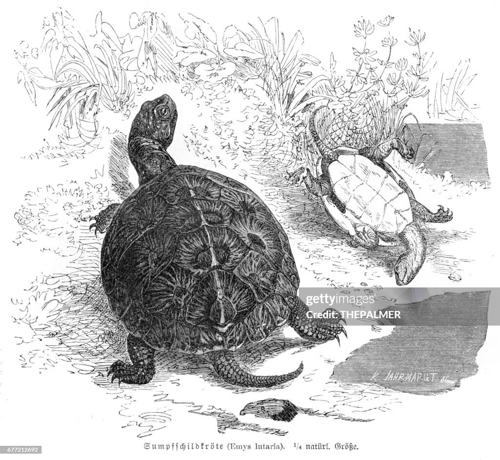 European pond turtle engraving 1857
