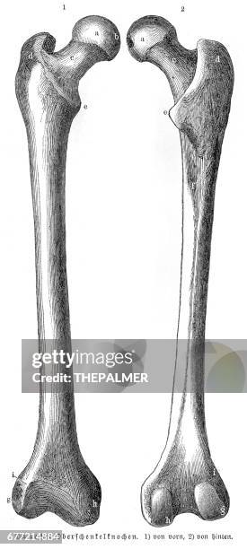 femur-knochen-anatomie gravur 1857 - femur stock-grafiken, -clipart, -cartoons und -symbole