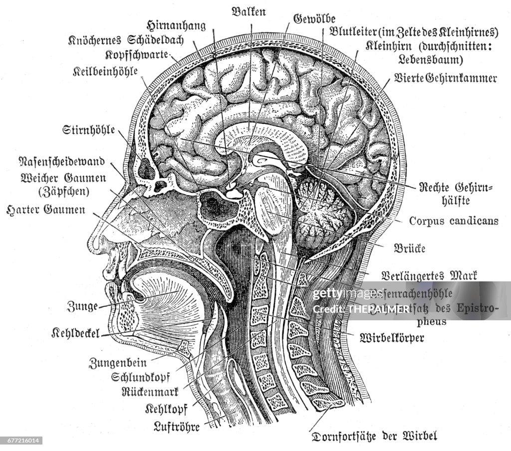 Brain Header Image Head And Brain Anatomy Engraving 1857 High-Res Vector Graphic - Getty ...