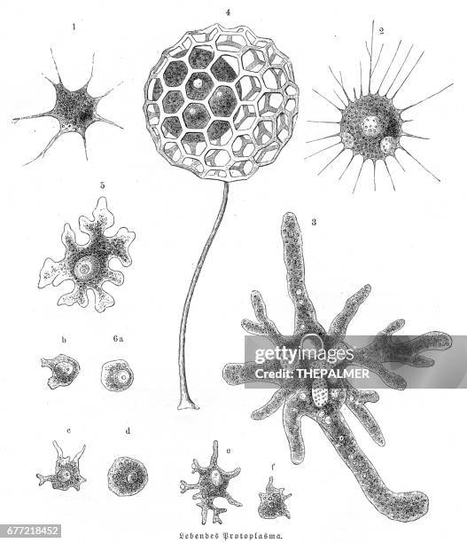 ilustraciones, imágenes clip art, dibujos animados e iconos de stock de protoplasma de la vida grabado de 1857 - aminoácido