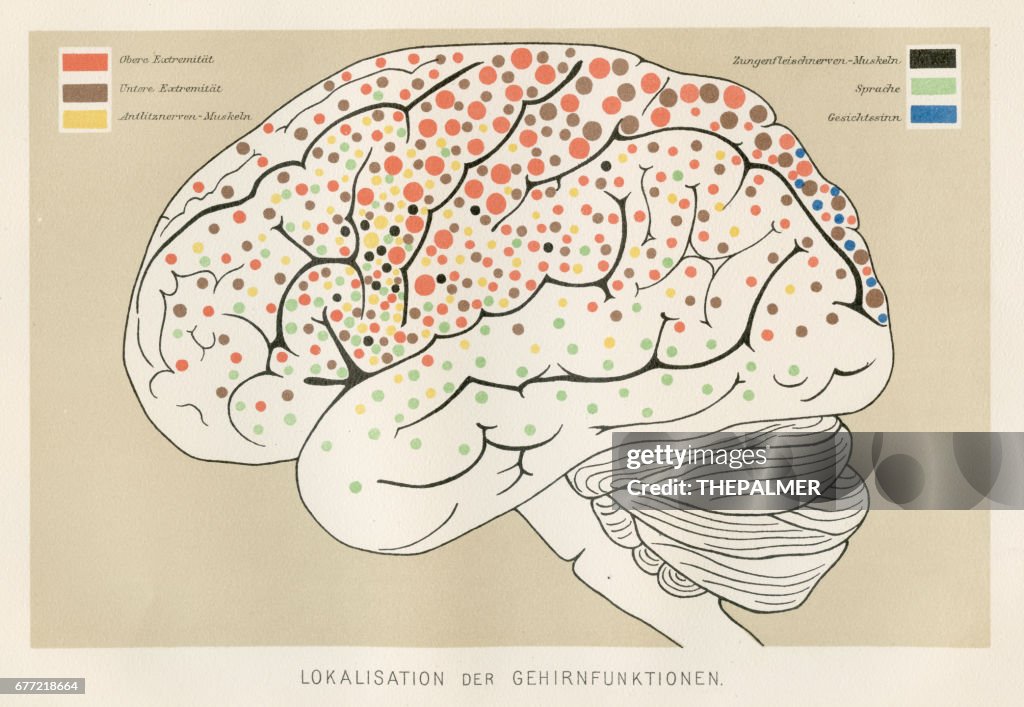 Localization Brain Functions Anatomy Engraving 1857 High-Res Vector ...