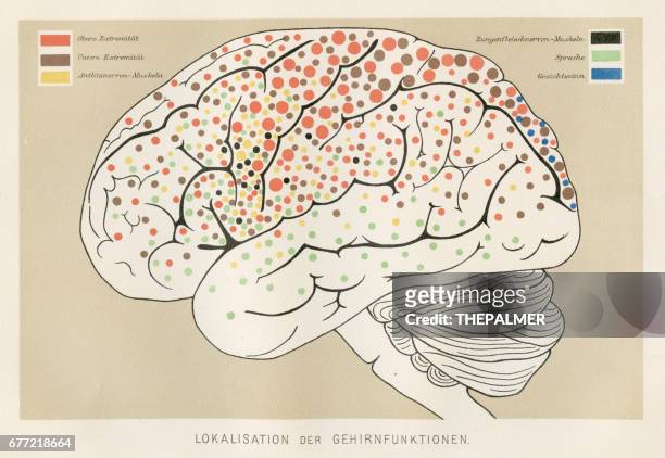 localization brain functions anatomy engraving 1857 - localization stock illustrations