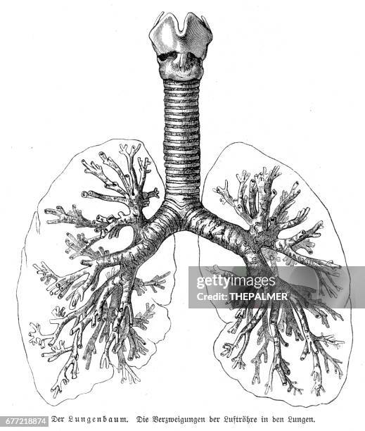 lunge anatomie gravur 1857 - menschliche lunge stock-grafiken, -clipart, -cartoons und -symbole