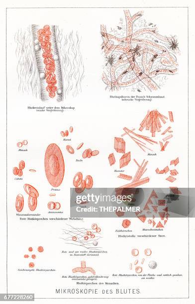 Capillary Rbc Microscope Capillaries Illustration Photos and Premium High Res Pictures - Getty ...