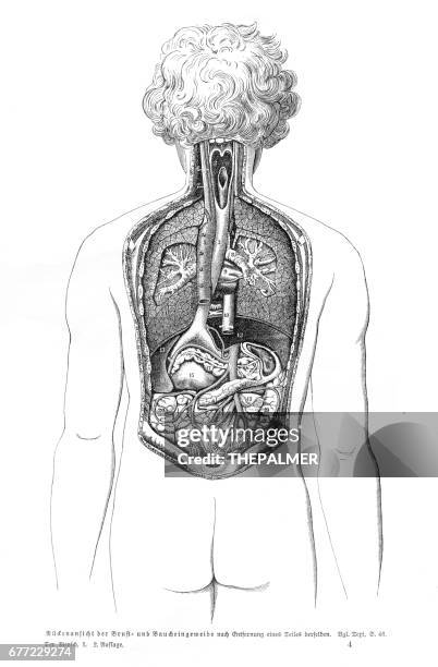 organs anatomy engraving 1857 - internal system stock illustrations