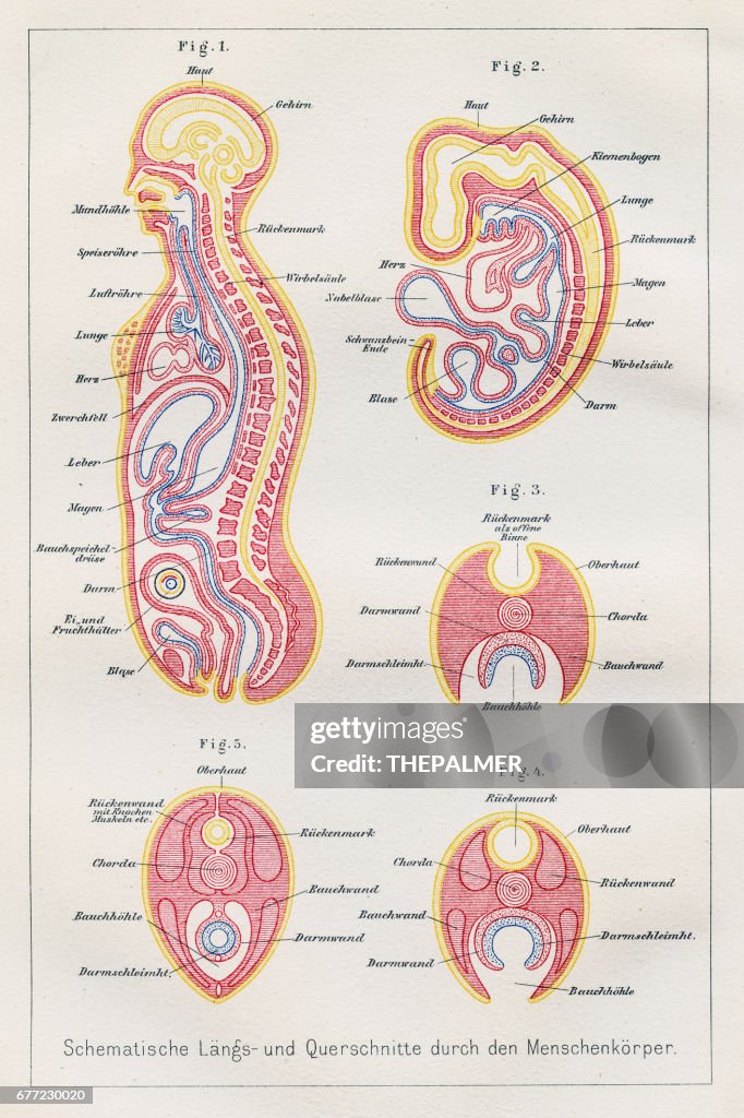 Body Section Images Sections Human Body Anatomy Engraving 1857 High-Res Vector Graphic ...