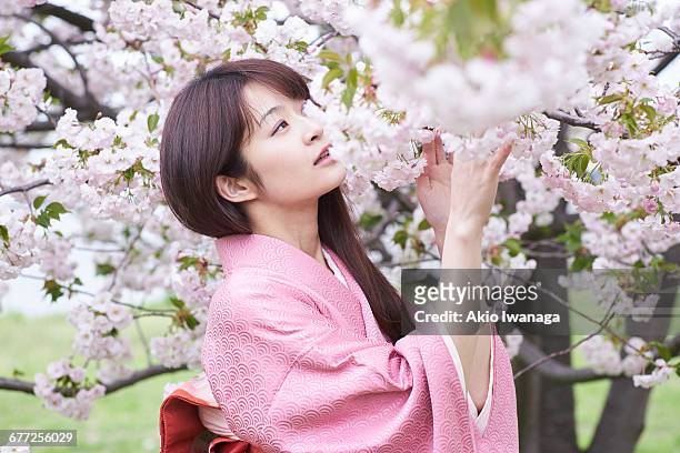 women of cherry blossom and kimono - akio iwanaga stock pictures, royalty-free photos & images